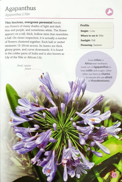 100 Indian Garden Flowers