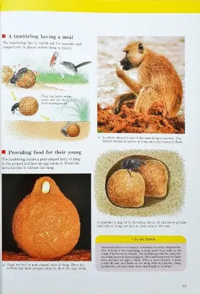 A Child's First Library Of Learning Animals In Action - Image #5