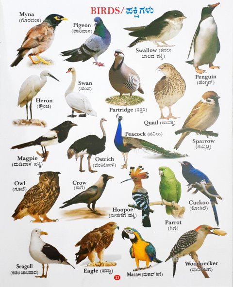 All In One English Kannada