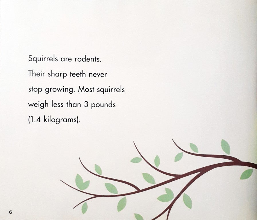 Backyard Animals Squirrels