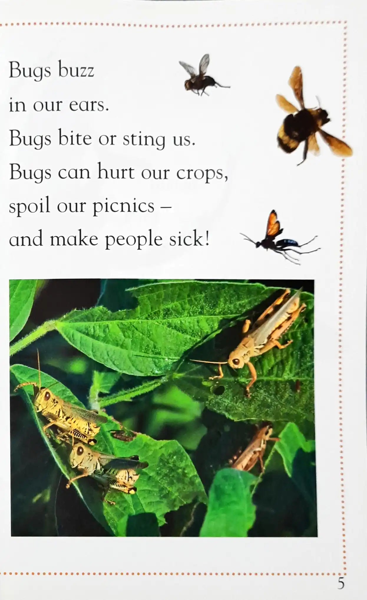 Bugs and Us : DK Readers Level 1 (P)