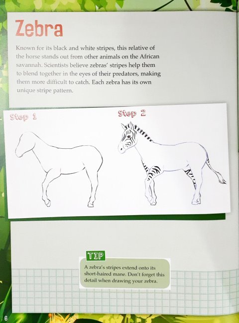 Drawing Wild Animals