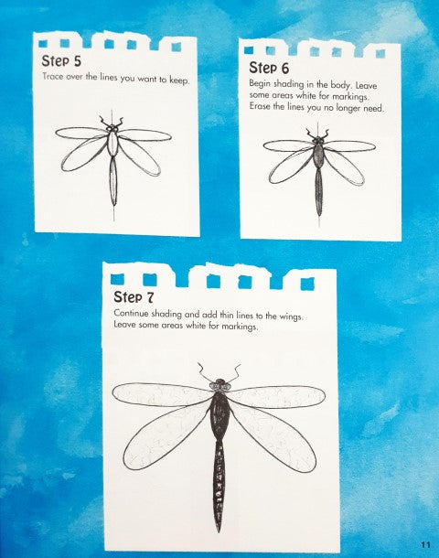 Drawing and Learning About Bugs Using Shapes And Lines