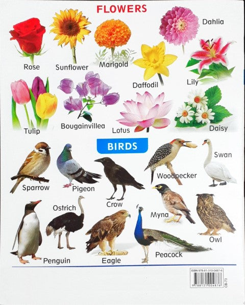 My First Book of Four In One