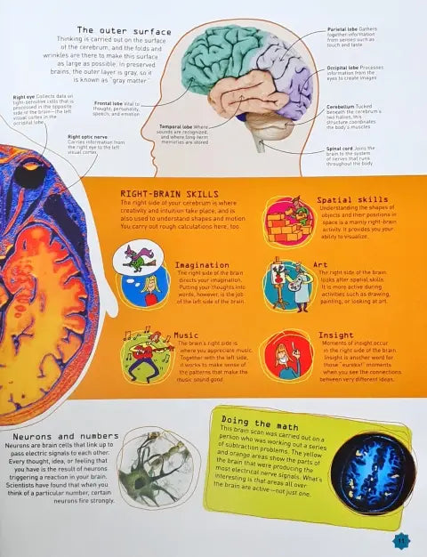 How to Be a Math Genius: Your Brilliant Brain and How to Train It