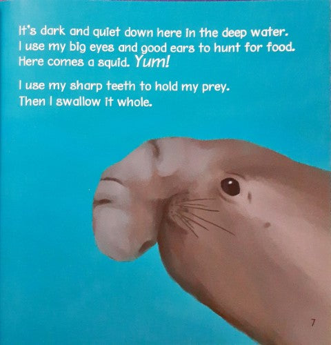 I Live In The Ocean I Am A Seal The Life Of An Elephant Seal
