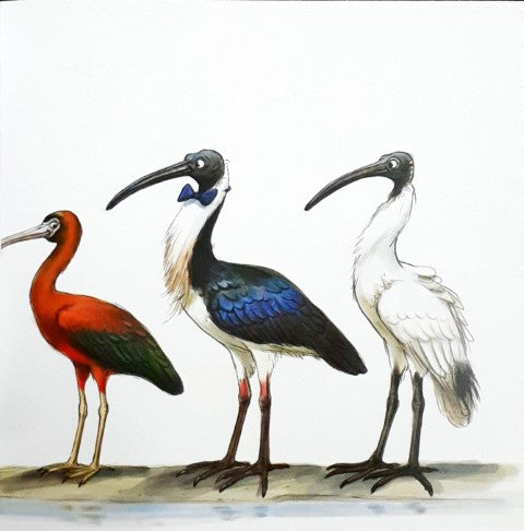 Inquisitive Ibis - Little Mates