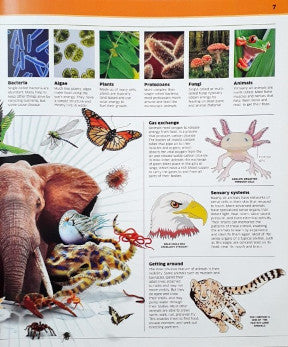 DK Knowledge Encyclopedia Animal The Animal Kingdom As You Have Never Seen It Before