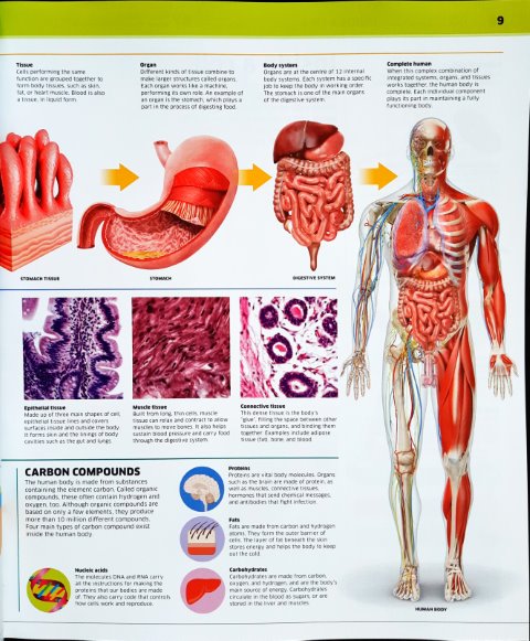 Knowledge Encyclopedia Human Body