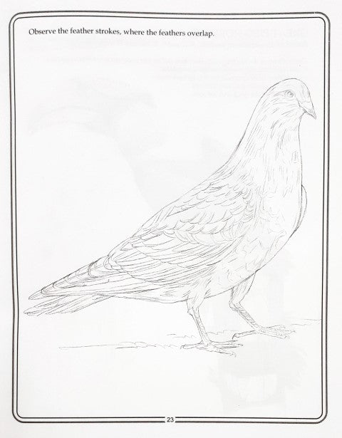 Learn Pencil Shading Birds