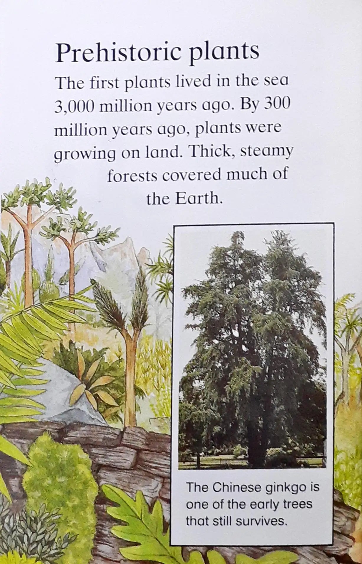 Ladybird : Plants (P)