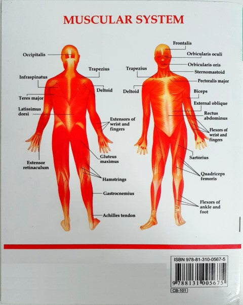 My First Book of Human Body Wipe And Clean