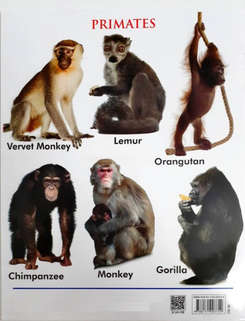 My First Book of Wild Animals Wipe And Clean