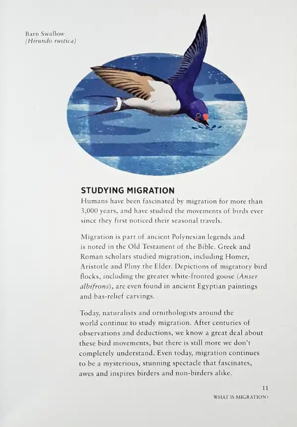 Migration: Exploring the Remarkable Journeys of Birds