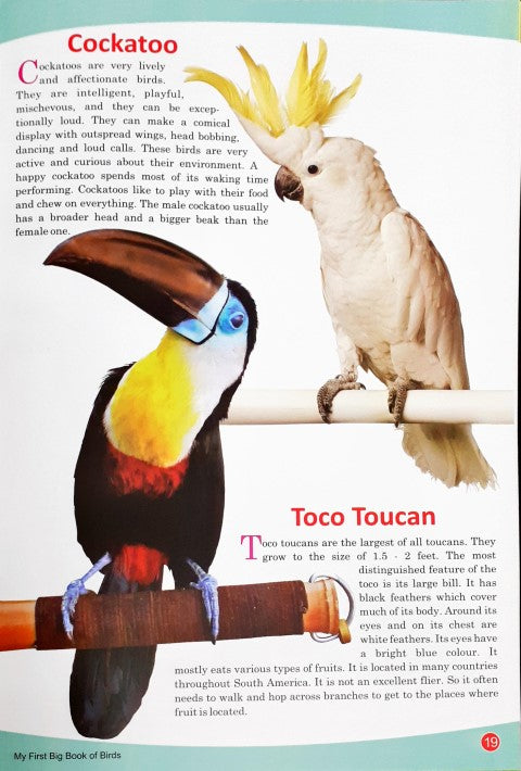 My First Big Book of Birds