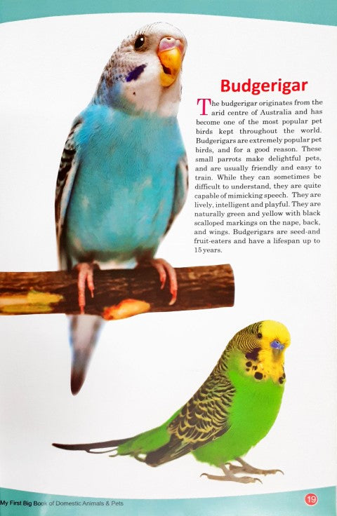 My First Big Book of Domestic Animals & Pets