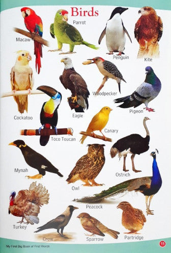 My First Big Book Of First Words