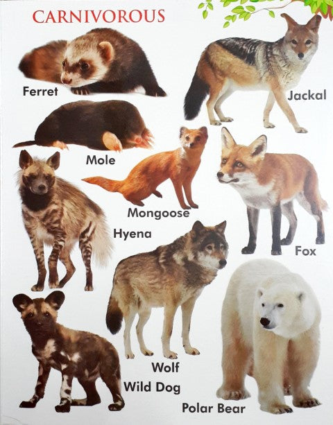 My First Board Book of Wild Animals - Wipe & Clean