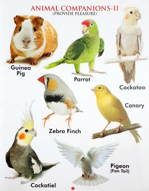 My First Book of Domestic Animals Wipe And Clean