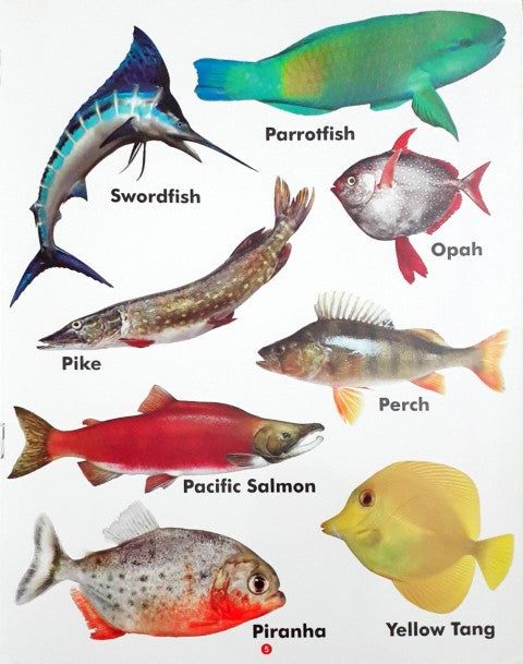 My First Book of Fish Wipe And Clean