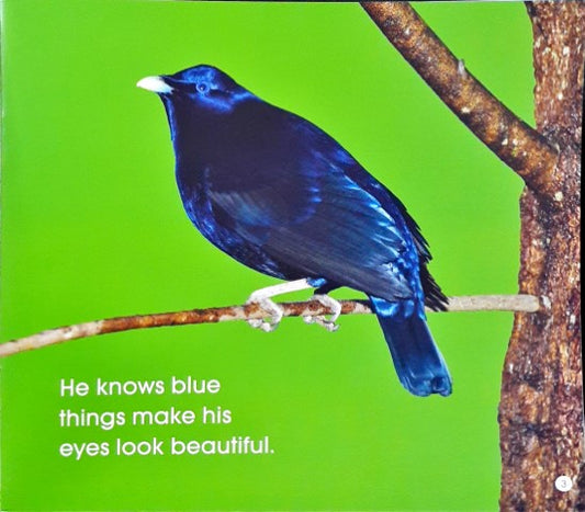 Read Along Stories Bowerbird Loves Blue