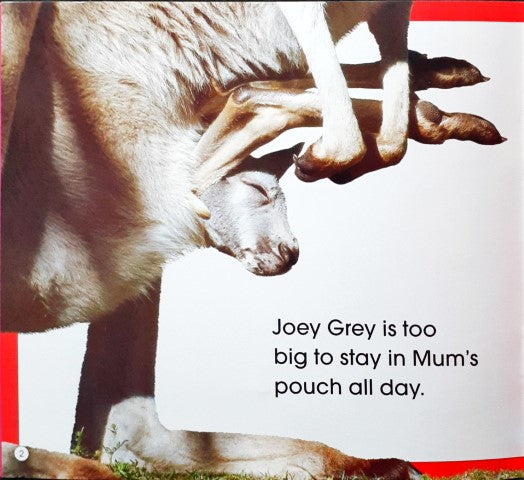 Read Along Stories Joey Grey's Playmates