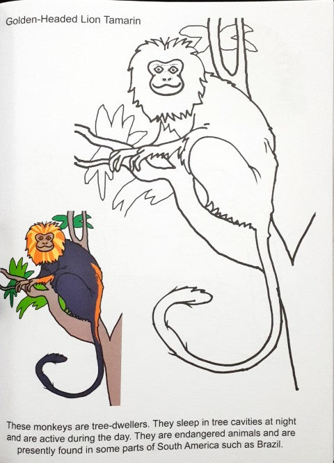 Big Book Of Look n Colour (4 in 1)