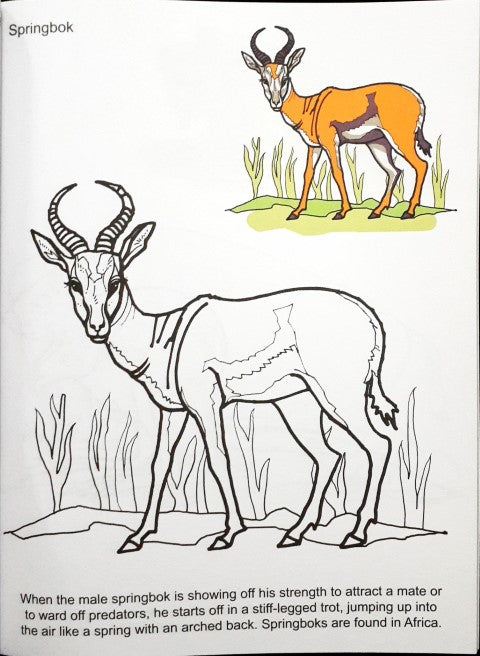 Big Book Of Look n Colour (4 in 1)