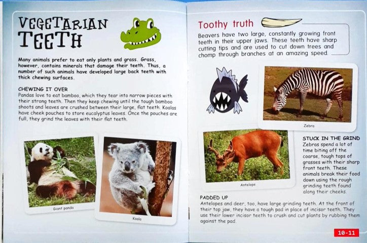 Designed to Survive: All About Teeth