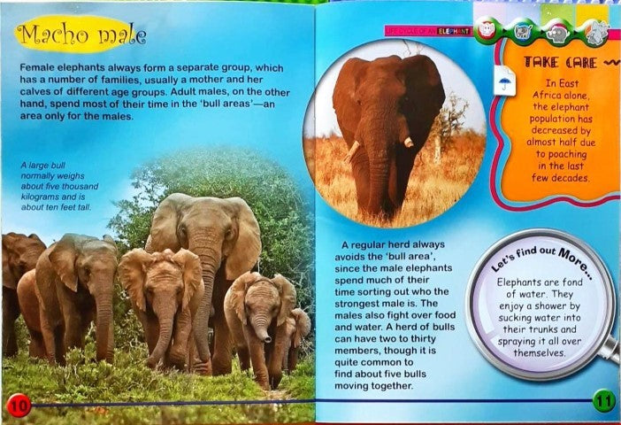 Circle of Life: Life Cycle of an Elephant