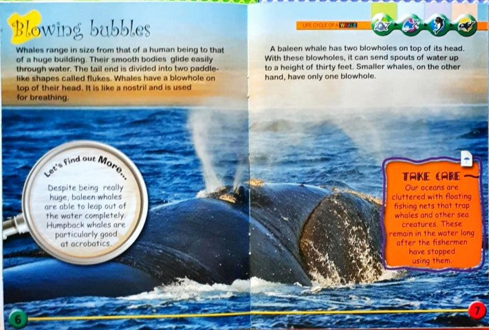 Circle of Life: Life Cycle of a Whale