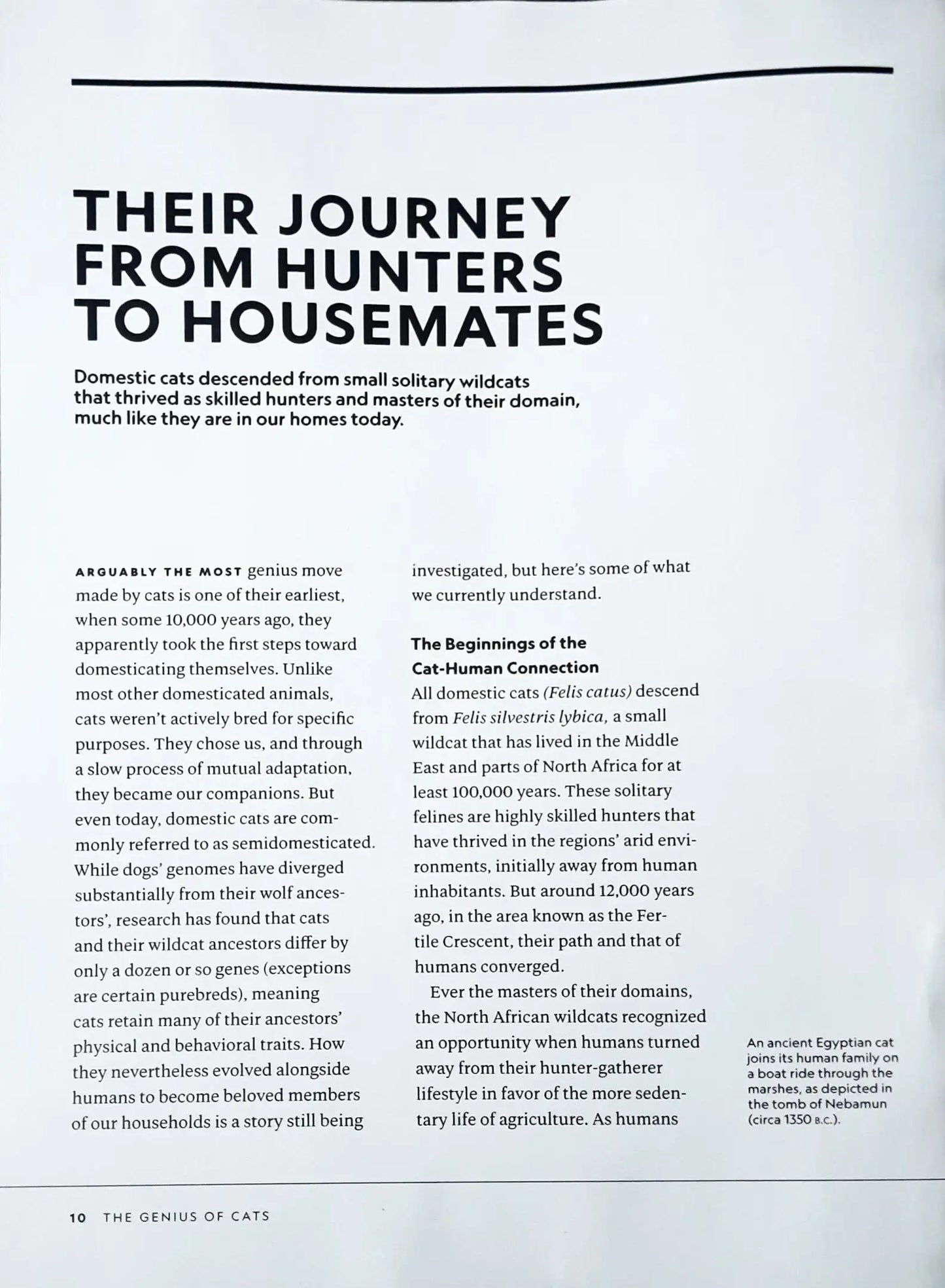 National Geographic : The Genius of Cats