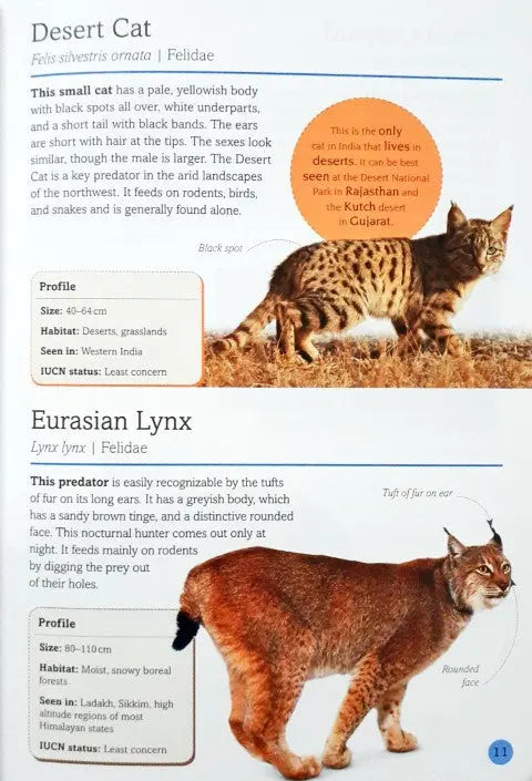 100 Indian Animals - Image #4