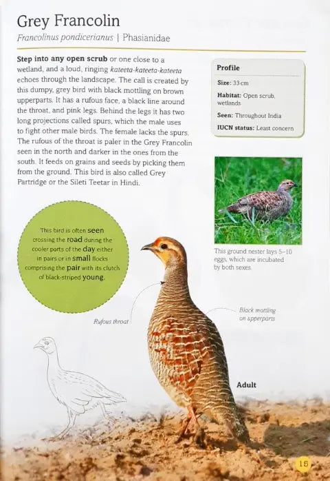 100 Indian Birds - Image #5