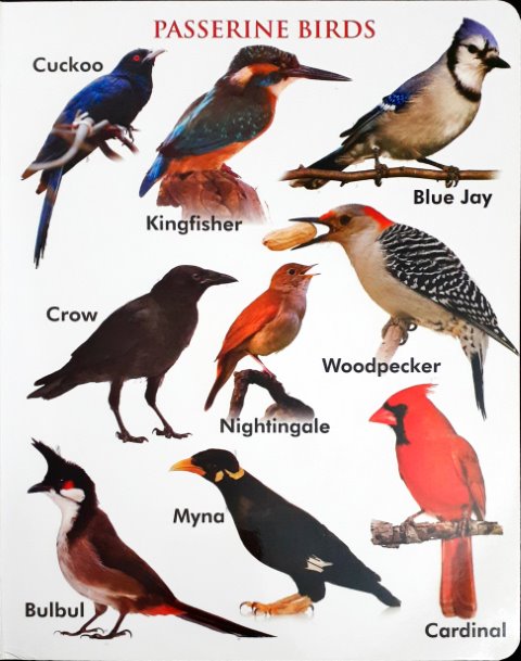 My First Board Book of Birds - Wipe & Clean