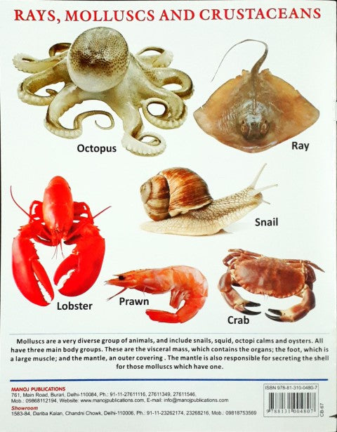 My First Book of Sea Animals Wipe And Clean