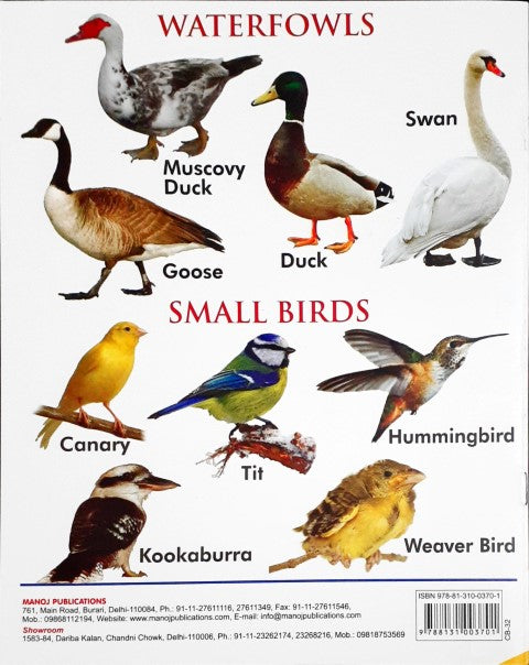 My First Book of Birds Wipe And Clean