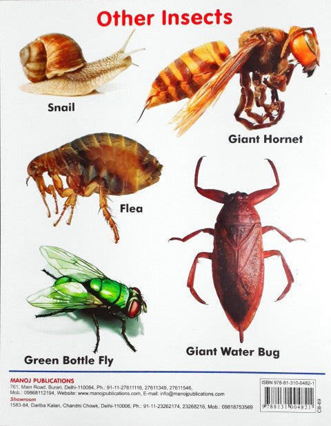 My First Book of Insects Wipe And Clean
