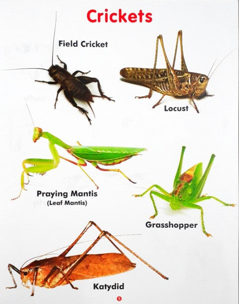 My First Book of Insects Wipe And Clean