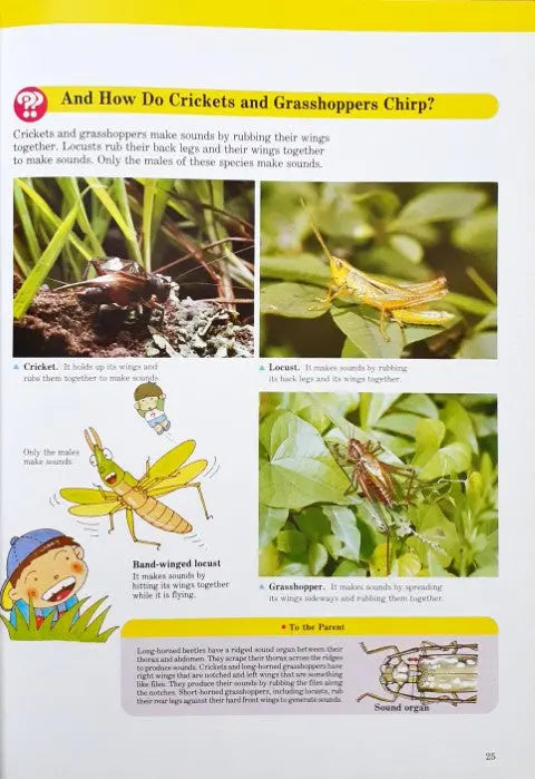 A Child's First Library Of Learning Insect World - Image #5