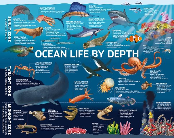 Ocean Life 500 Piece Jigsaw Puzzle