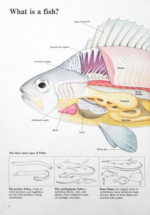 Time Life's Illustrated World of Science Aquatic Life