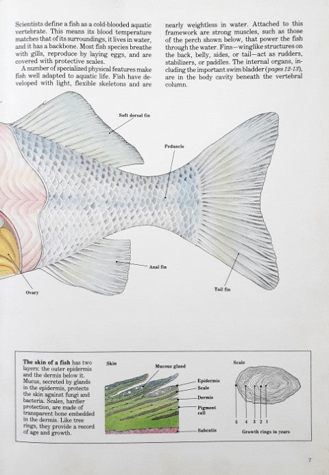 Time Life's Illustrated World of Science Aquatic Life