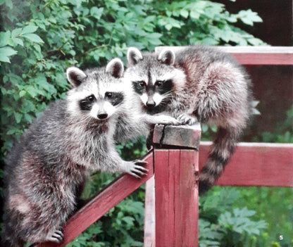 Backyard Animals Raccoons