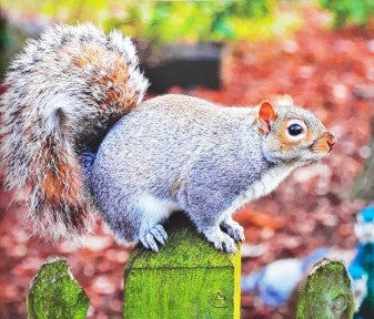 Backyard Animals Squirrels