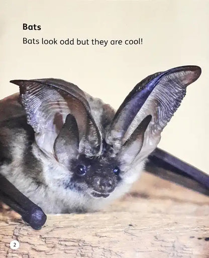 Oxford Word Sparks Bat Facts