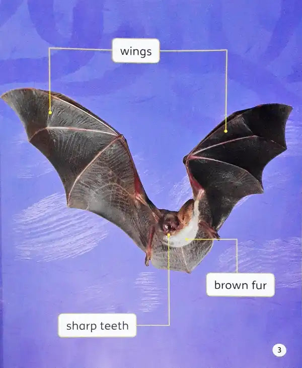 Oxford Word Sparks Bat Facts