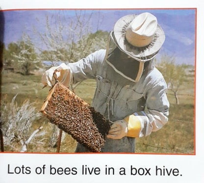 Bees Live In Hives