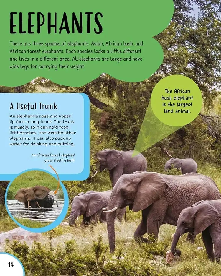 Children's First Encyclopedia : Discover an Amazing World of Knowledge | Hardcover