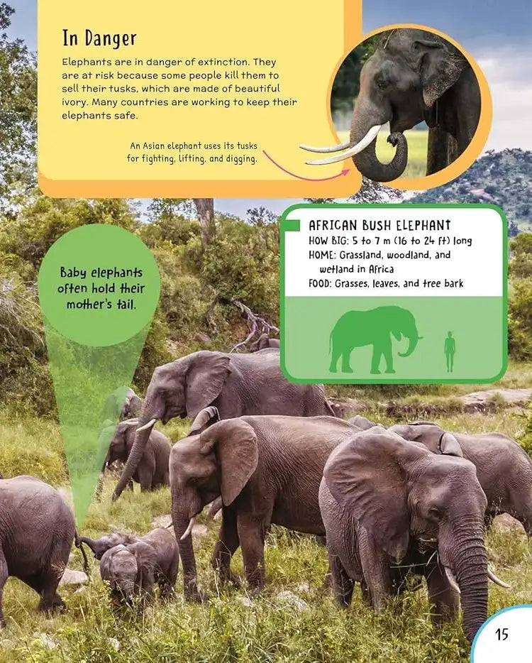 Children's First Encyclopedia : Discover an Amazing World of Knowledge | Hardcover